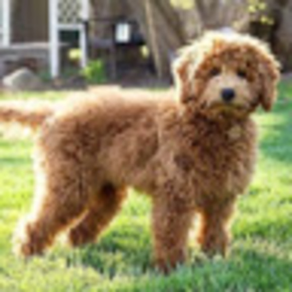 Meet your Posher, Josie - Picture 1 of 1